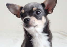 犬イメージ