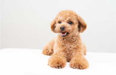 犬イメージ
