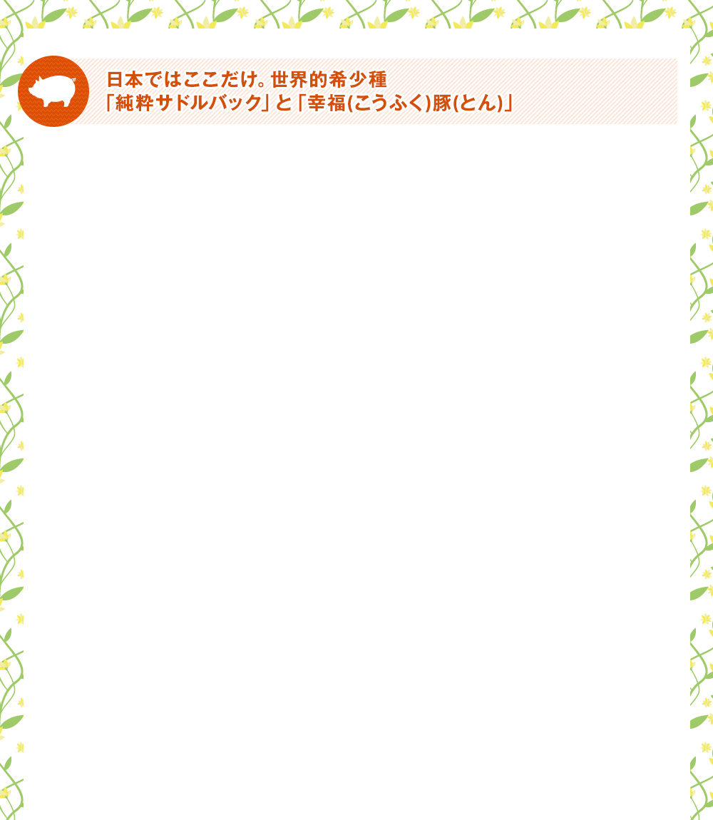 日本ではここだけ。世界的希少種「純粋サドルバック」と「幸福(こうふく)豚(とん)」