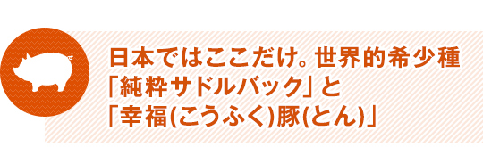 日本ではここだけ。世界的希少種「純粋サドルバック」と「幸福(こうふく)豚(とん)」